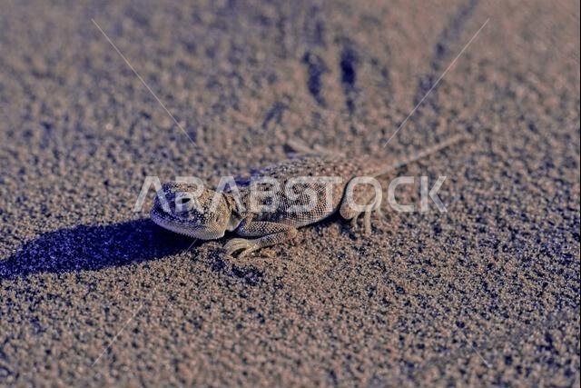 العجمة العربية ذات رأس الضفدع (Phrynocephalusarabicus) هي نوع من السحالي العجمية الموجودة في المملكة العربية السعودية وقطر والإمارات العربية المتحدة وعمان وإيران ودول أخرى.