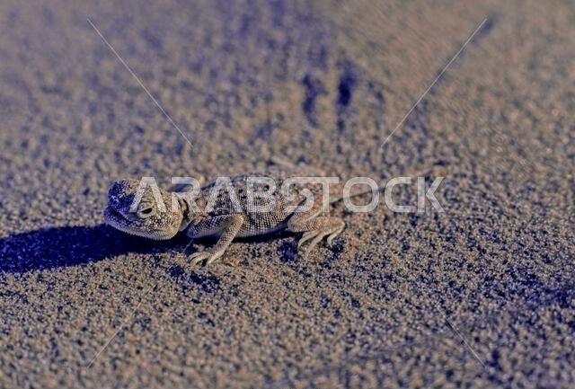 العجمة العربية ذات رأس الضفدع (Phrynocephalusarabicus) هي نوع من السحالي العجمية الموجودة في المملكة العربية السعودية وقطر والإمارات العربية المتحدة وعمان وإيران ودول أخرى.