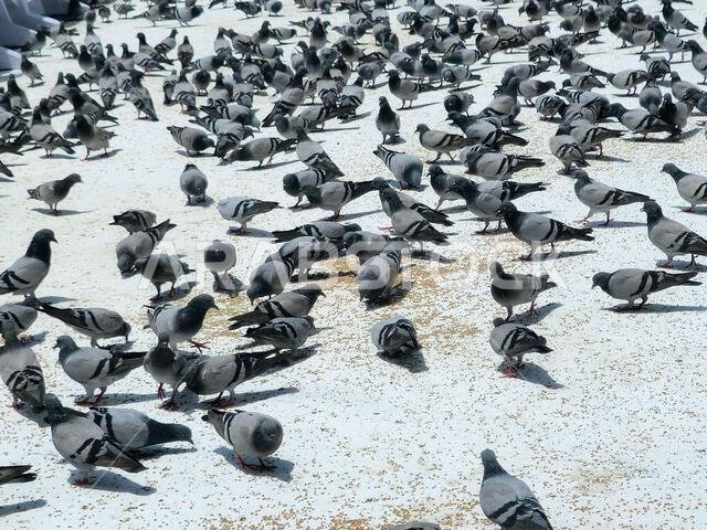 مكة المكرمة، المملكة العربية السعودية، 4 يونيو 2024: حمام الحرم، الذي يتميز بجمال شكله وألوانه وعنقه الطويل والألوان المميزة التي تحيط به