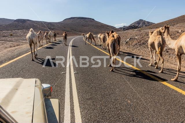 Camels on a road 8788 to Wadi Disah, Saudi Arabia