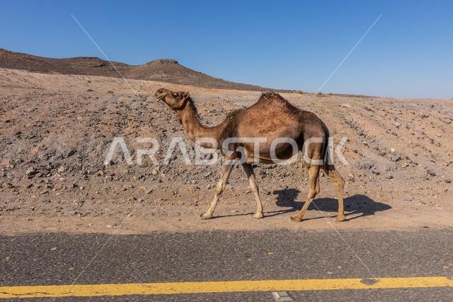 Camel on 8788 road to Wadi Disah, Saudi Arabia Camel on 8788 road to Wadi Disah, Saudi Arabia