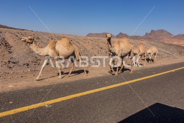 جمال على الطريق 8788 المؤدي إلى وادي ديسة، المملكة العربية السعودية