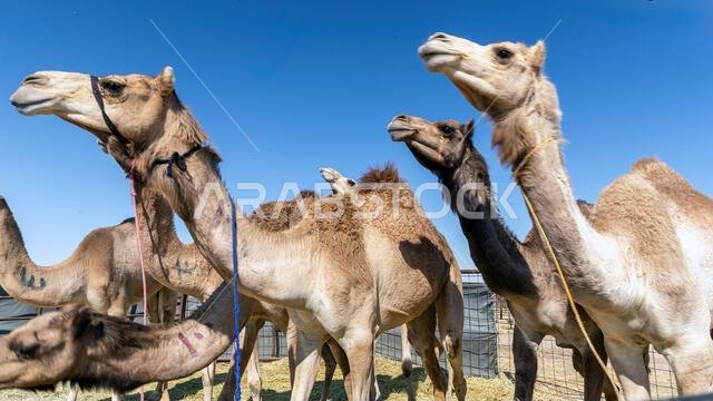 Camels resting under the vast skies of Al-Sarar Desert, Saudi Arabia.