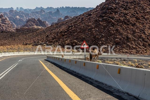 منظر لطريق 8788 النازل إلى وادي الديسة، المملكة العربية السعودية