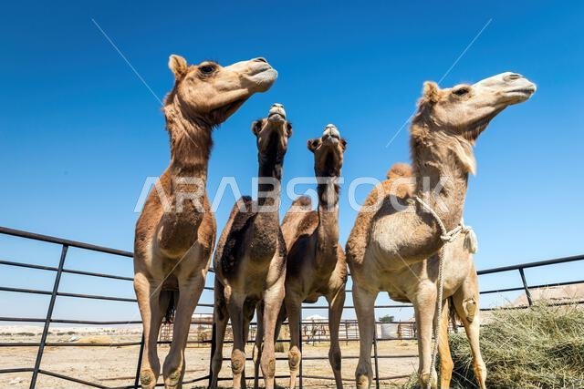 Camels resting under the vast skies of Al-Sarar Desert, Saudi Arabia.