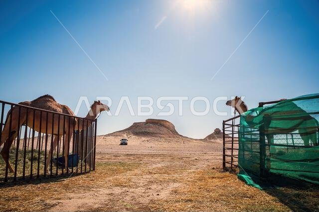 Two camels basking in the warm sands of Al-Sarar Desert, Saudi Arabia.