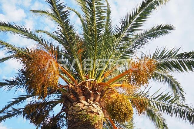 ثمار التمر الناضجة على أغصان شجرة النخيل، Phoenix dactylifera، والمعروفة باسم نخيل التمر، وهي نوع من النباتات المزهرة من عائلة النخيل.