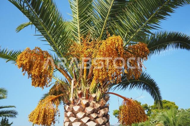 ثمار التمر الناضجة على أغصان شجرة النخيل، Phoenix dactylifera، والمعروفة باسم نخيل التمر، وهي نوع من النباتات المزهرة من عائلة النخيل.