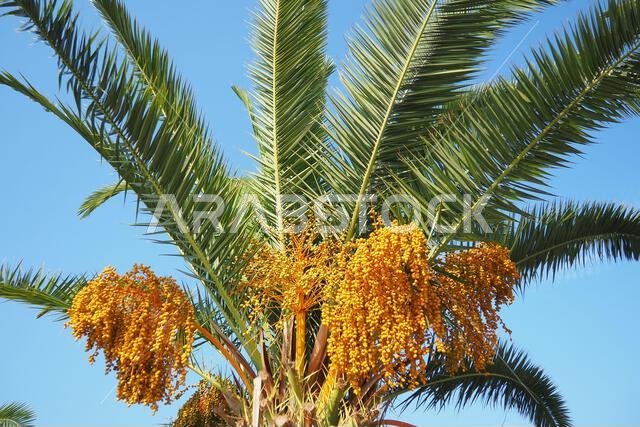ثمار التمر الناضجة على أغصان شجرة النخيل، Phoenix dactylifera، والمعروفة باسم نخيل التمر، وهي نوع من النباتات المزهرة من عائلة النخيل.