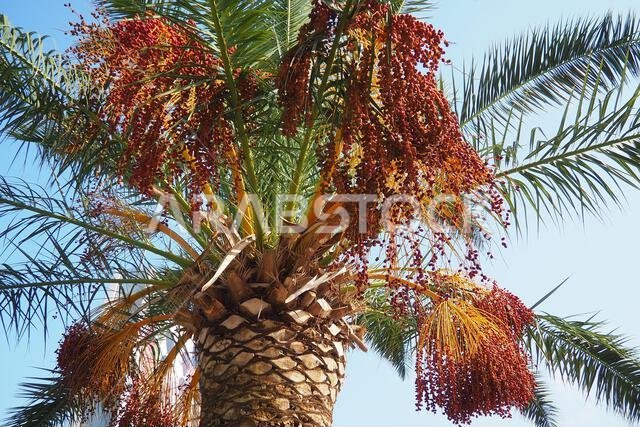 ثمار التمر الناضجة على أغصان شجرة النخيل، Phoenix dactylifera، والمعروفة باسم نخيل التمر، وهي نوع من النباتات المزهرة من عائلة النخيل.
