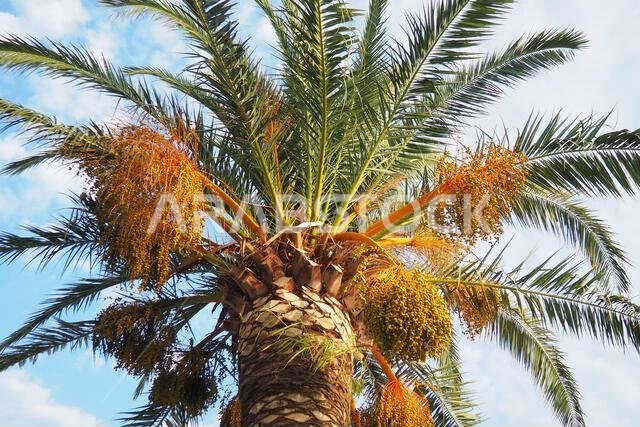 ثمار التمر الناضجة على أغصان شجرة النخيل، Phoenix dactylifera، والمعروفة باسم نخيل التمر، وهي نوع من النباتات المزهرة من عائلة النخيل.