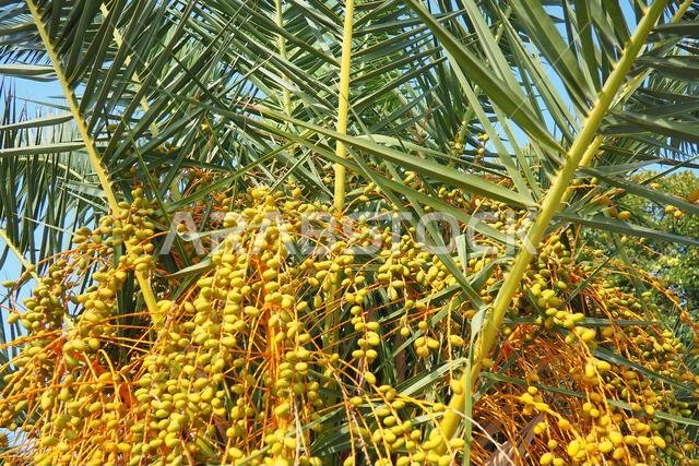 ثمار التمر الناضجة على أغصان شجرة النخيل، Phoenix dactylifera، والمعروفة باسم نخيل التمر، وهي نوع من النباتات المزهرة من عائلة النخيل.