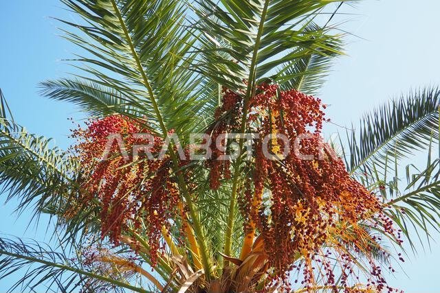 ثمار التمر الناضجة على أغصان شجرة النخيل، Phoenix dactylifera، والمعروفة باسم نخيل التمر، وهي نوع من النباتات المزهرة من عائلة النخيل.