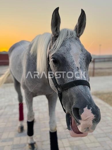 Portrait of Arabian horse in the desert , one of the best horse for endurance, competition or simply as a friendly pet , Middle East