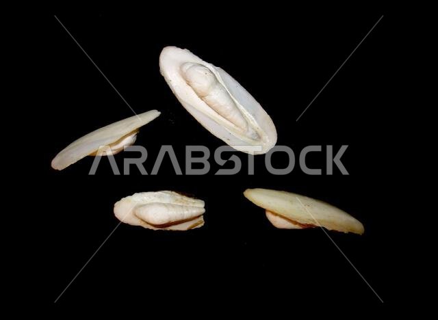 عُثر على هياكل عظمية مجهولة لرأسيات الأرجل على شاطئ مدينة الملك عبد الله الاقتصادية، المملكة العربية السعودية