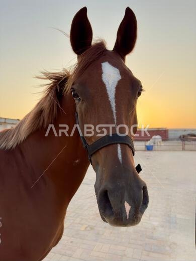 Portrait of Arabian horse in the desert , one of the best horse for endurance, competition or simply as a friendly pet , Middle East