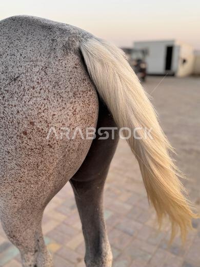 Animal tail - Arabian horse in the desert , one of the best horse for endurance, competition or simply as a friendly pet , Middle East