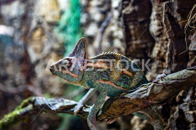 Veiled chameleon (Chamaeleo calyptratus) is a species of chameleon (family Chamaeleonidae) native to the Arabian Peninsula in Yemen and Saudi Arabia.