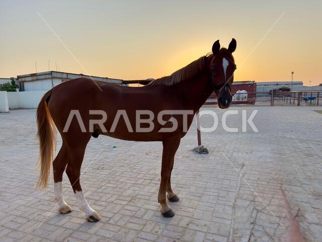 الحصان العربي في الصحراء، أحد أفضل الخيول للتحمل والمنافسة أو ببساطة كحيوان أليف ودود، الشرق الأوسط