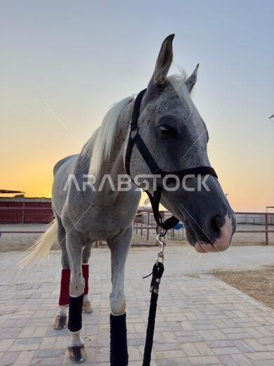 Portrait of Arabian horse in the desert , one of the best horse for endurance, competition or simply as a friendly pet , Middle East