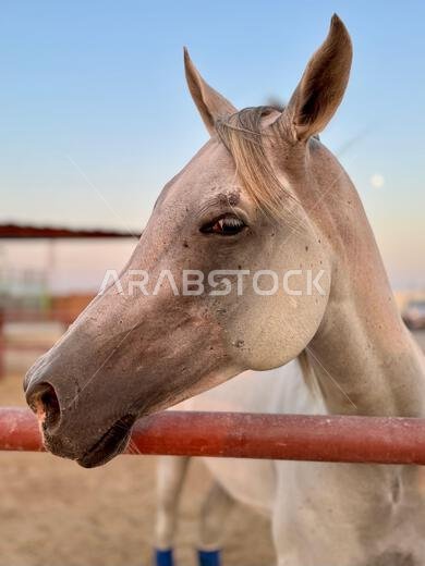 Portrait of Arabian horse in the desert , one of the best horse for endurance, competition or simply as a friendly pet , Middle East