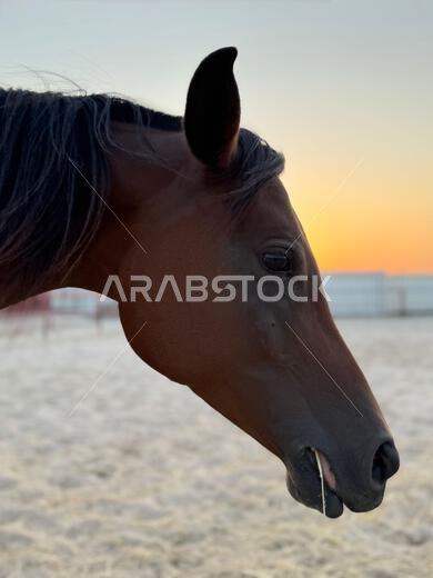 Portrait of Arabian horse in the desert , one of the best horse for endurance, competition or simply as a friendly pet , Middle East