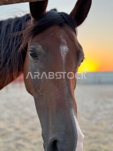 Portrait of Arabian horse in the desert , one of the best horse for endurance, competition or simply as a friendly pet , Middle East