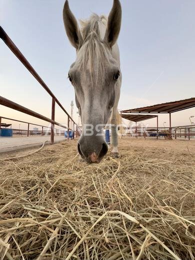 Portrait of Arabian horse in the desert , one of the best horse for endurance, competition or simply as a friendly pet , Middle East Portrait of Arabian horse in the desert , one of the best horse for endurance, competition or simply as a friendly pet , Middle East