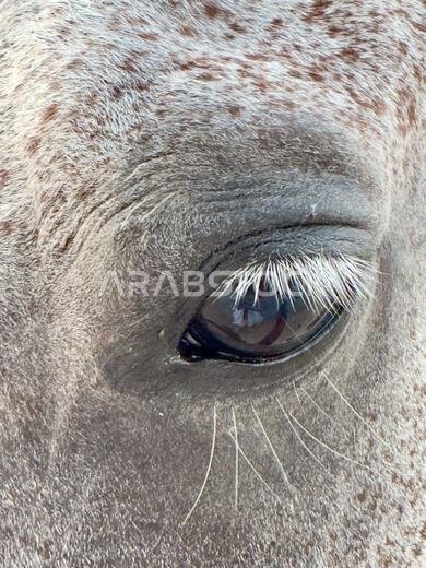 Animal part - Arabian horse in the desert , one of the best horse for endurance, competition or simply as a friendly pet , Middle East