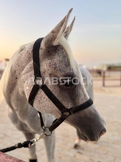 Portrait of Arabian horse in the desert , one of the best horse for endurance, competition or simply as a friendly pet , Middle East Portrait of Arabian horse in the desert , one of the best horse for endurance, competition or simply as a friendly pet , Middle East