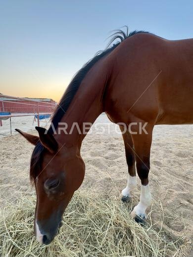 Portrait of Arabian horse in the desert , one of the best horse for endurance, competition or simply as a friendly pet , Middle East