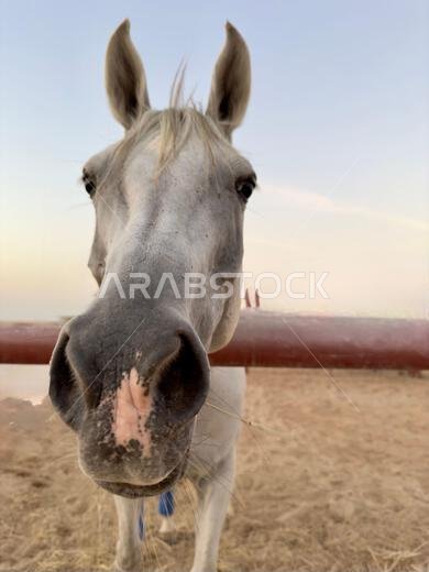 Portrait of Arabian horse in the desert , one of the best horse for endurance, competition or simply as a friendly pet , Middle East