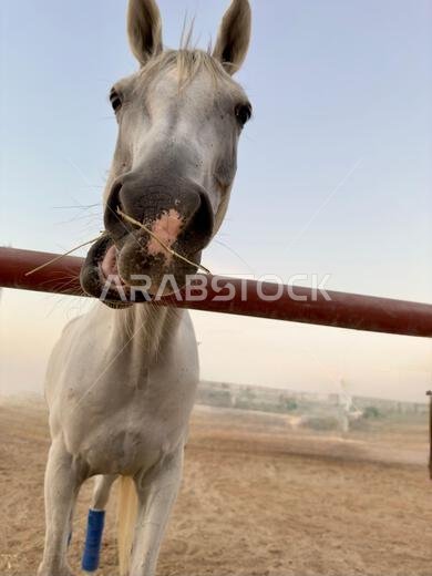 Portrait of Arabian horse in the desert , one of the best horse for endurance, competition or simply as a friendly pet , Middle East