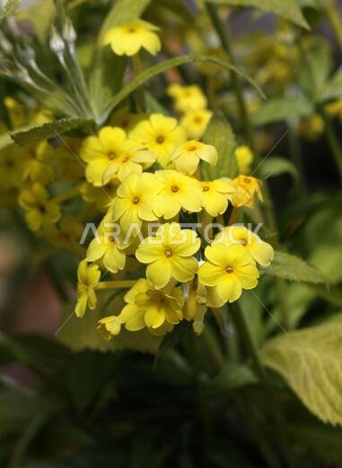 Abyssinian Primrose, Primula verticillata, Primulaceae. Saudi Arabia and Yemen.