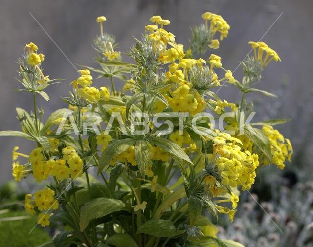 Abyssinian Primrose, Primula verticillata, Primulaceae. Saudi Arabia and Yemen.
