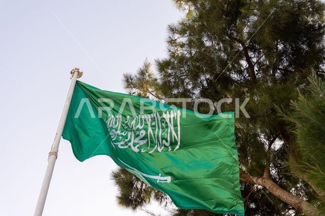 يرفرف علم المملكة العربية السعودية في سماء صافية بالقرب من شجرة صنوبر.