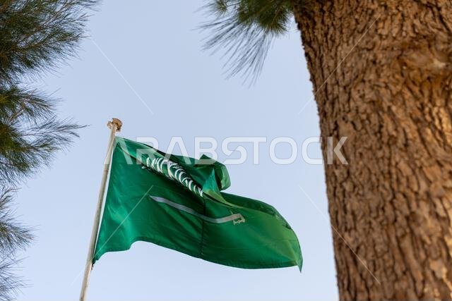 The flag of the Kingdom of Saudi Arabia is waving against a clear sky near a pine tree.