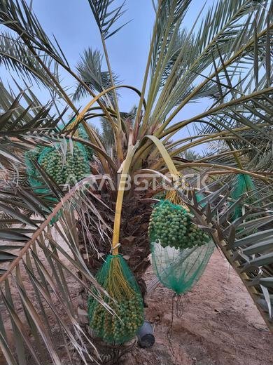 شجرة نخيل مثمرة وفي موسم ما قبل الحصاد شجرة نخيل مثمرة وفي موسم ما قبل الحصاد