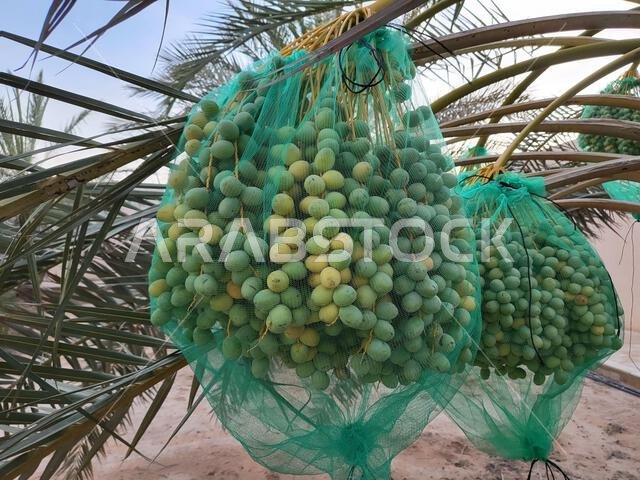 تُغطى مواعيد الإثمار بشبكة واقية لحمايتها من الطيور والقوارض البرية الأخرى