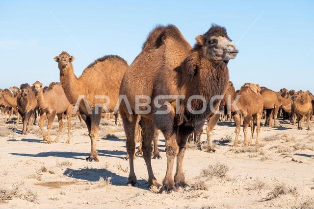 group of camels in the nature