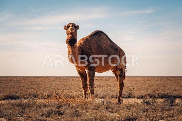 A one-humped camel stands on the sand in the desert of Central Asia or the Middle East.