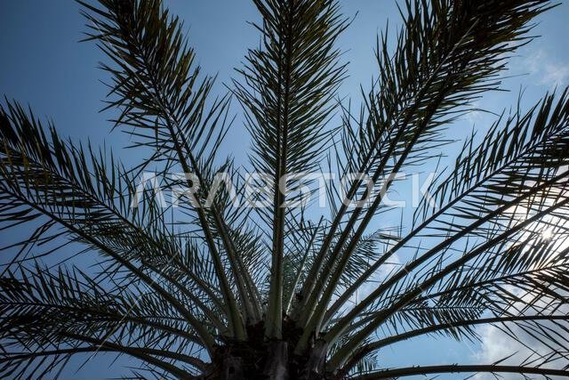 نخلة التمر الأخضر مع خلفية السماء الزرقاء. خلفية طبيعية.
