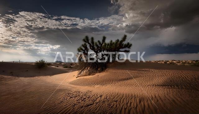 Beautiful desert sunrise view near Tabuk,Saudi Arabia