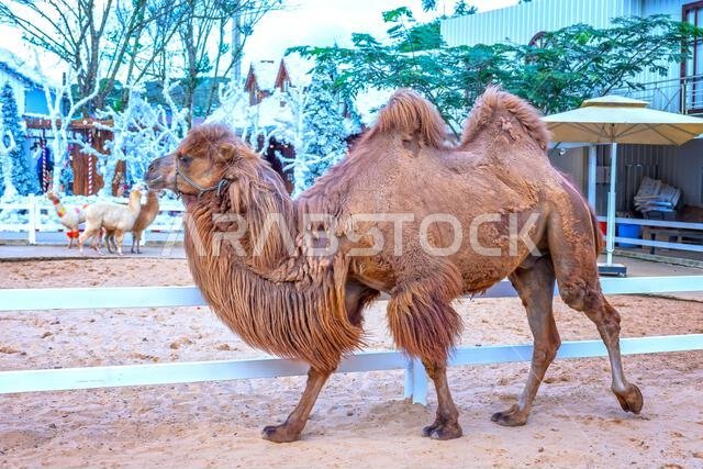 The two-humped camel or bactrian camel in the zoo near Da Lat, Vietnam The two-humped camel or bactrian camel in the zoo near Da Lat, Vietnam