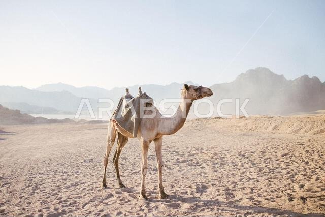 جمل يقف أمام الصحراء. جمل يقف أمام الصحراء.