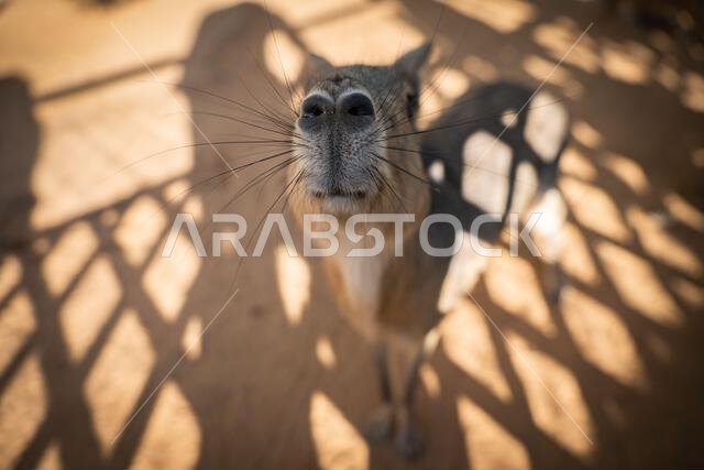 Curious Patagonian Mara in a Sunlit Enclosure. Saudi Arabia. Safari Curious Patagonian Mara in a Sunlit Enclosure. Saudi Arabia. Safari
