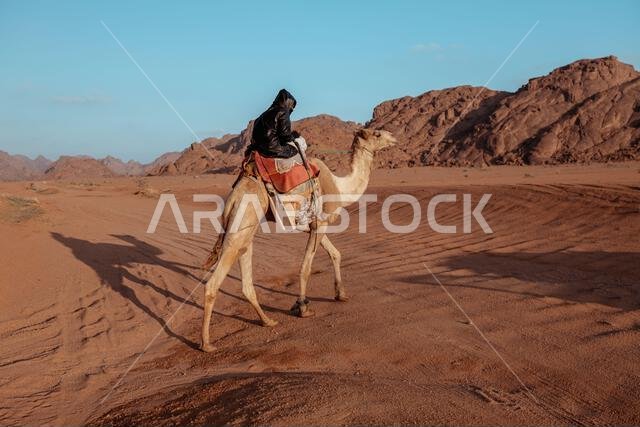  راكب بدوي على جمل في منظر صحراوي. المملكة العربية السعودية. 