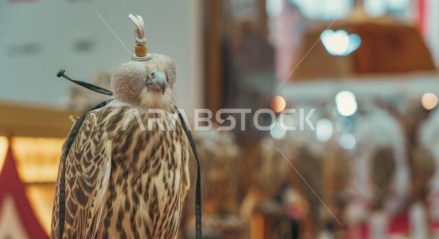 Doha, Qatar, September 27, 2024: A detailed close-up of a falcon wearing a traditional hood, highlighting the intricate craftsmanship of the hood and