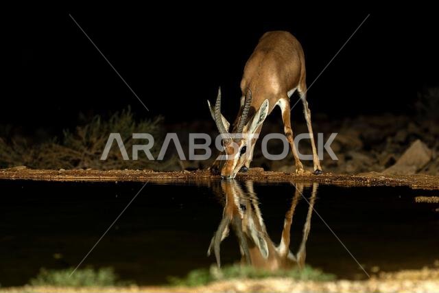 Dorcas gazelle drinking water in an oasis