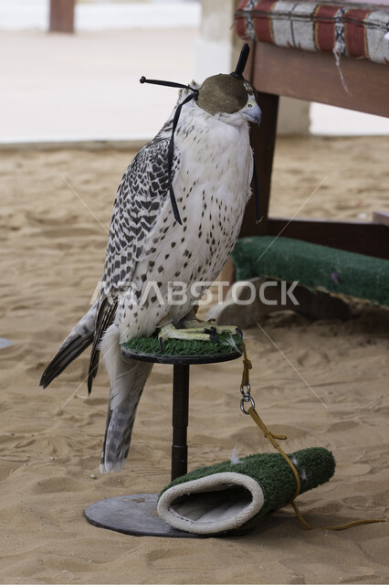 A picture of a hawk of prey covered with a leather helmet on the head, hunting birds, breeding predatory and predatory birds, training falcons in the Kingdom of Saudi Arabia